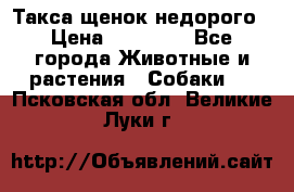 Такса щенок недорого › Цена ­ 15 000 - Все города Животные и растения » Собаки   . Псковская обл.,Великие Луки г.